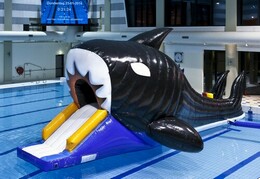 ORCA WHALE POOL INFLATABLE